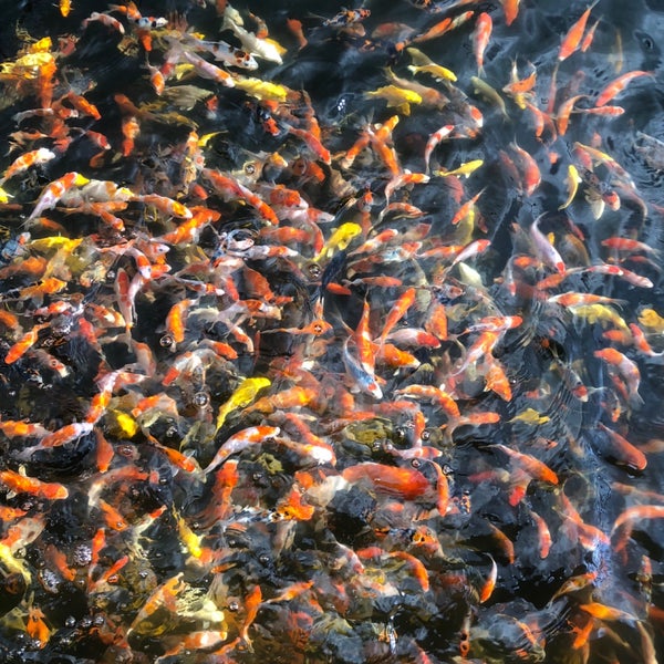 Mainland Tropical Fish Farm Pasir Ris 1 Pasir Ris Farmway 1