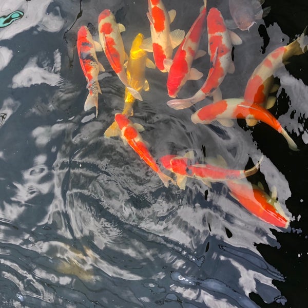 Mainland Tropical Fish Farm Pasir Ris 1 Pasir Ris Farmway 1