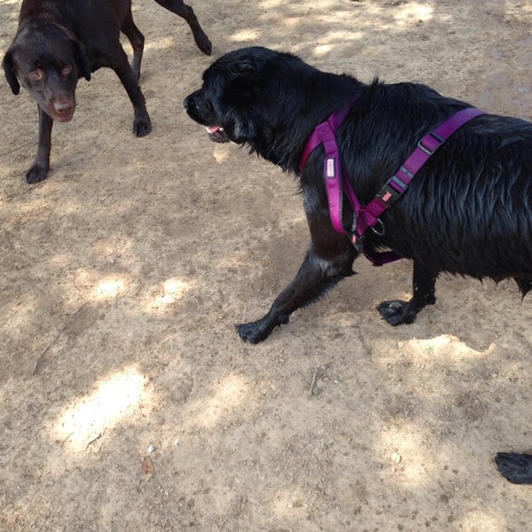 Katy Dog Park Katy, TX