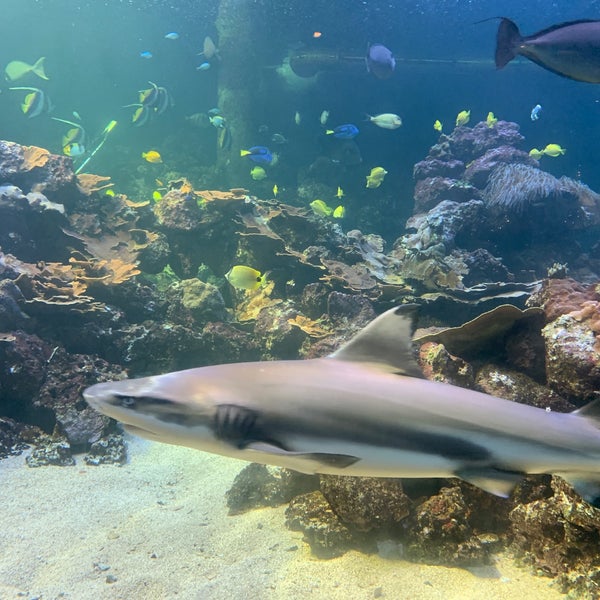 รูปภาพถ่ายที่ Gulfarium Marine Adventure Park โดย Sayaka J. เมื่อ 11/6/2021