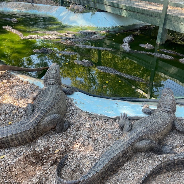 List 28+ Photos arkansas alligator farm and petting zoo photos Superb List 28+ Photos arkansas alligator farm and petting zoo photos Superb
