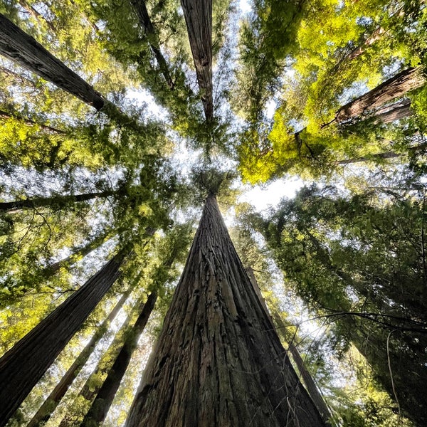 Tree s Tree s