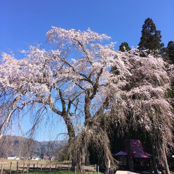 Photos At おしら様の枝垂れ桜 湯沢市 秋田県 Photos At おしら様の枝垂れ桜 湯沢市 秋田県