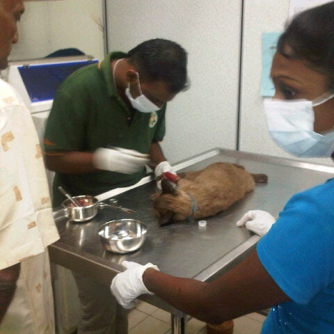 Km Animal Clinic Surgery Batu Caves Selangor