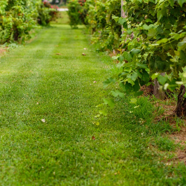 Bean's Creek Winery Wine Store