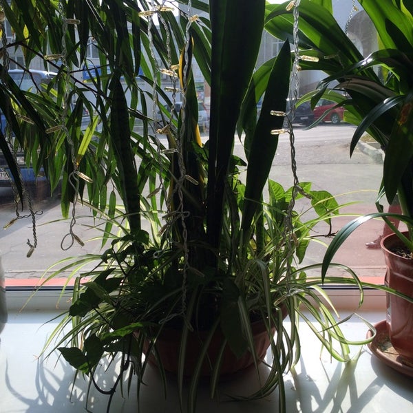 Магазин Ботаник Хабаровск