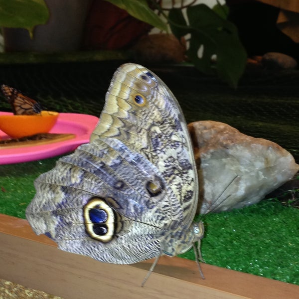 Снимок сделан в Музей живых бабочек «Тропический рай» пользователем Валерия 4/20/2013