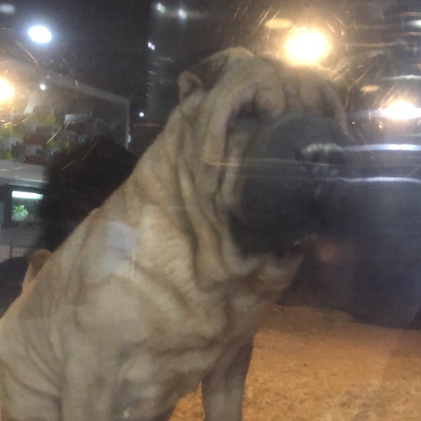 2/20/2021에 Sultan님이 Joon Veterinary Clinic &amp; Pet Shop에서 찍은 사진