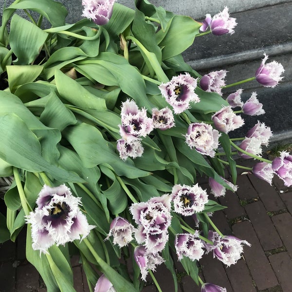 รูปภาพถ่ายที่ Amsterdam Tulip Museum โดย Ashleigh T. เมื่อ 8/13/2019