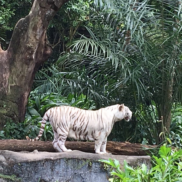 Photo taken at Singapore Zoo by Pericles P. on 8/15/2018