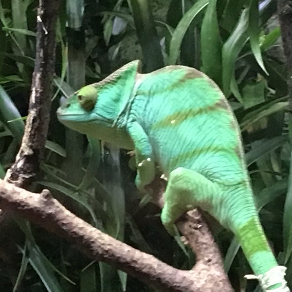 Снимок сделан в Singapore Zoo пользователем Pericles P. 12/29/2023