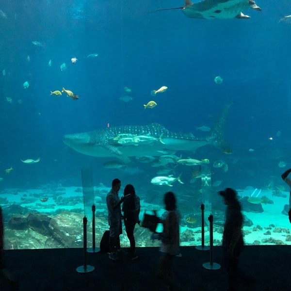 Foto tirada no(a) Georgia Aquarium por Pericles P. em 11/29/2023