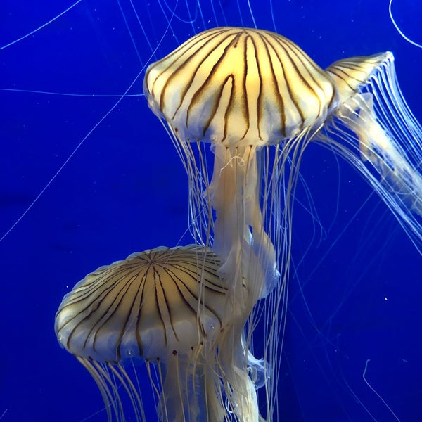 Foto scattata a Georgia Aquarium da Pericles P. il 11/29/2023