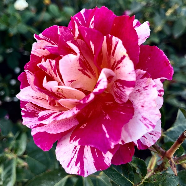 Inez Grant Parker Memorial Rose Garden - Balboa Park - 11 tips from ...