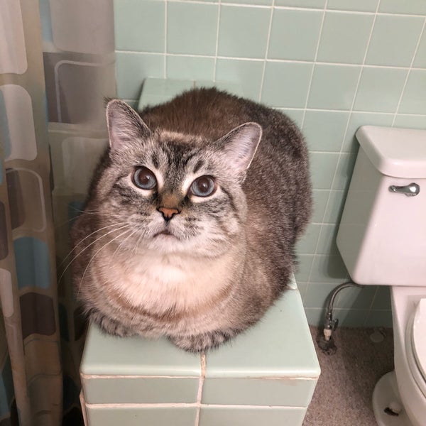 Photos at Spoonies Bar & Grill London Mills, IL