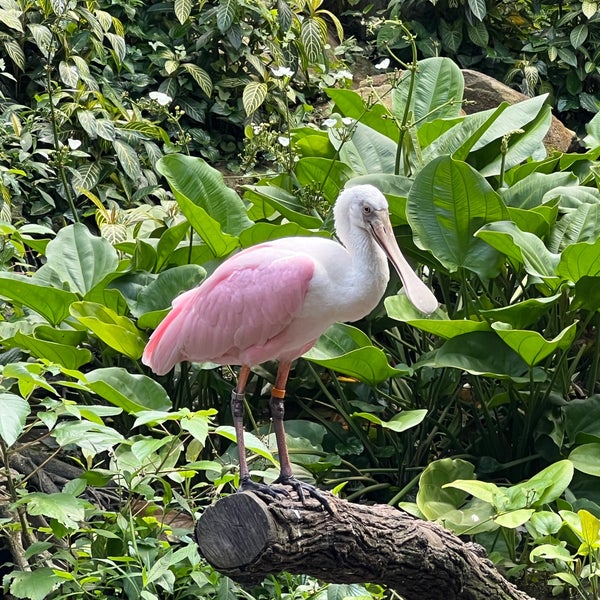 Foto tomada en Jurong Bird Park  por Alan S. el 11/21/2021