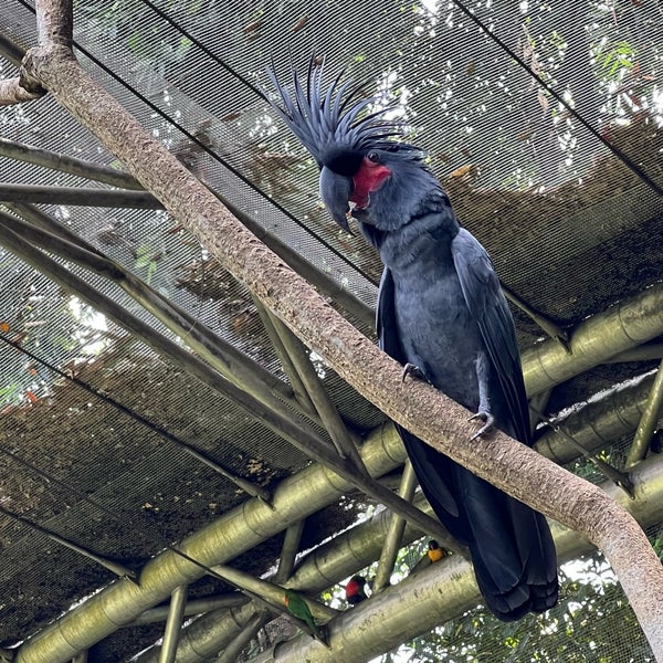 Foto tomada en Jurong Bird Park  por Alan S. el 11/21/2021