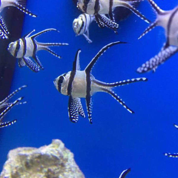 Petco Village Seven 3 tips