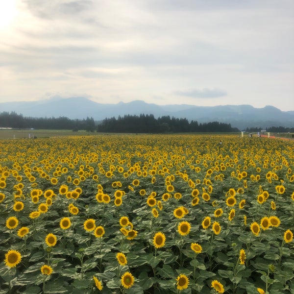 Fotos En 津南ひまわり広場 5 Tips