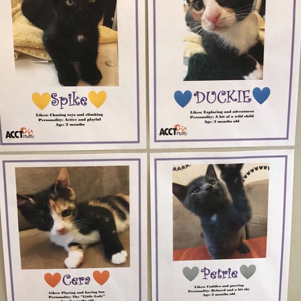 The Cat Doctor Fairmount Art Museum 535 N 22nd St