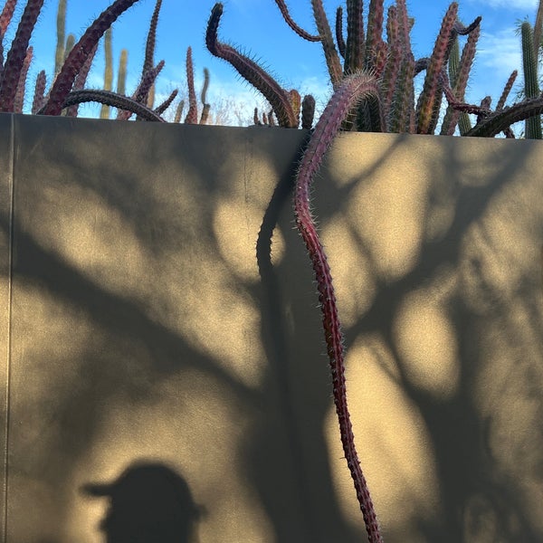 Photo taken at Desert Botanical Garden by Caitlin O. on 3/8/2023