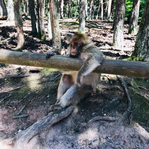 Photos At Montagne Des Singes Zoo