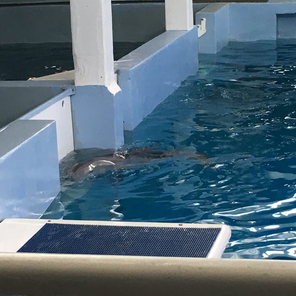 3/9/2019 tarihinde Karen S.ziyaretçi tarafından Clearwater Marine Aquarium'de çekilen fotoğraf
