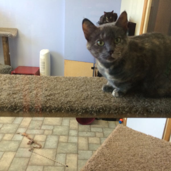 Jewell Animal Hospital Veterinarian in Jewell