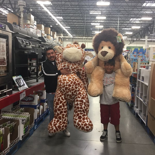 Big teddy best sale bear sam's club
