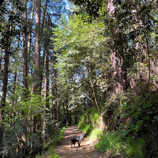 Sequoia top bayview trail