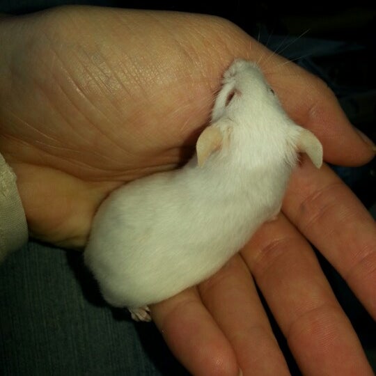 Morris Sussex Pet Supply 4 tips from 189 visitors