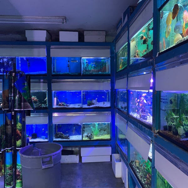 Tikis tropical store fish