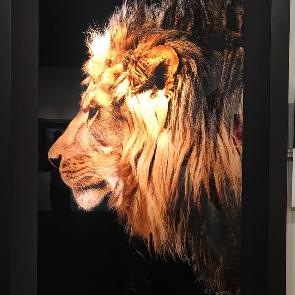 Peter Lik Fine Art Gallery 11 tips