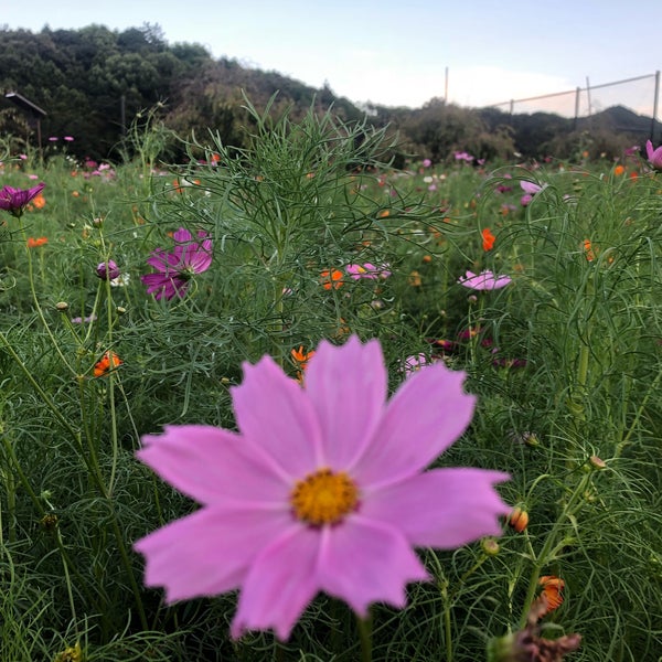 Photos At 下松スポーツ公園総合グランド 下松市 山口県