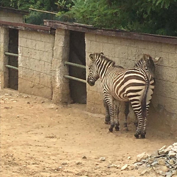 Foto scattata a Polonezköy Hayvanat Bahçesi ve Doğal Yaşam Parkı da fırat c. il 11/10/2019