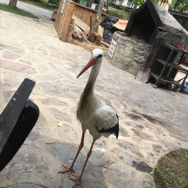 Foto tirada no(a) Polonezköy Hayvanat Bahçesi ve Doğal Yaşam Parkı por fırat c. em 11/10/2019