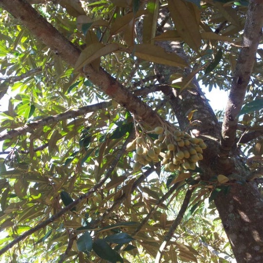 Photos at Sekolah Kebangsaan Kota Rentang (SKKR) - Jitra, Kedah 