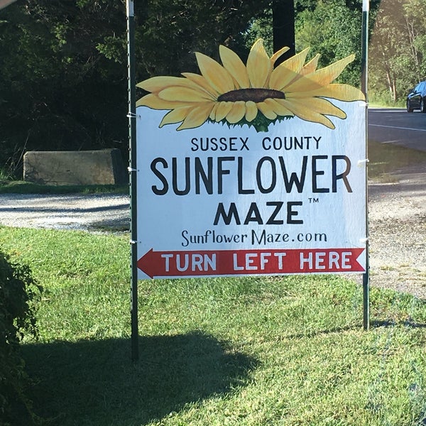 Photo taken at Sussex County Sunflower Maze by Eric S. on 8/23/2016
