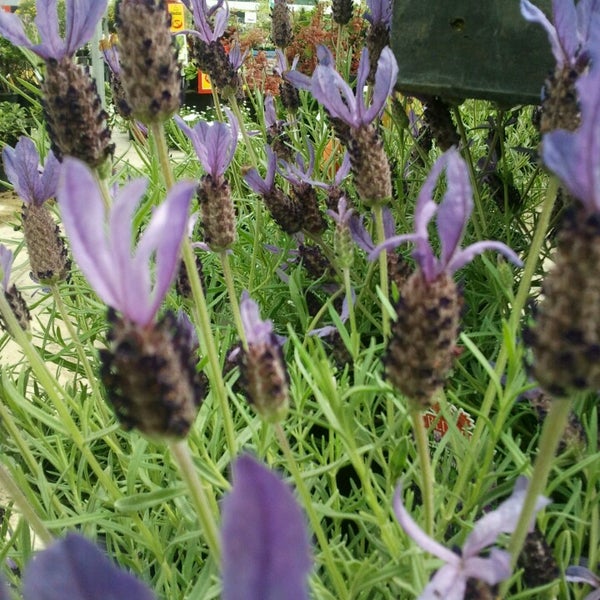 Photos At Kings Plant Barn Takanini South Auckland 1 Tip