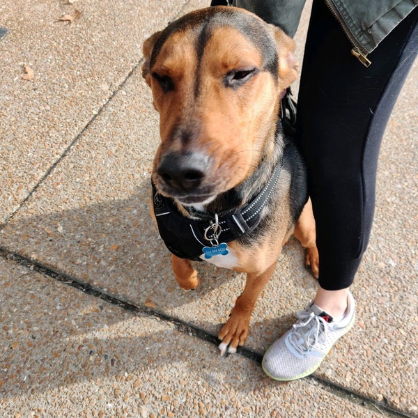 Photos at Dogtowne Grooming ClaytonTamm St Louis, MO