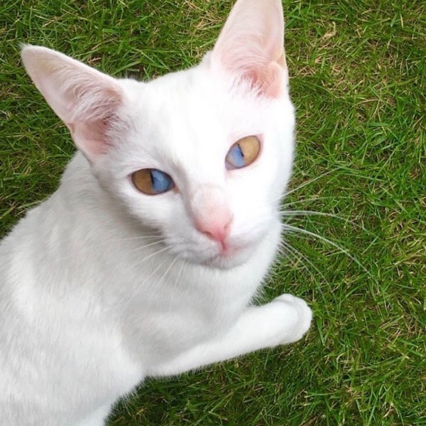 Kahramanmaras Veteriner Deva 9 Ziyaretcidan 3 Tavsiye