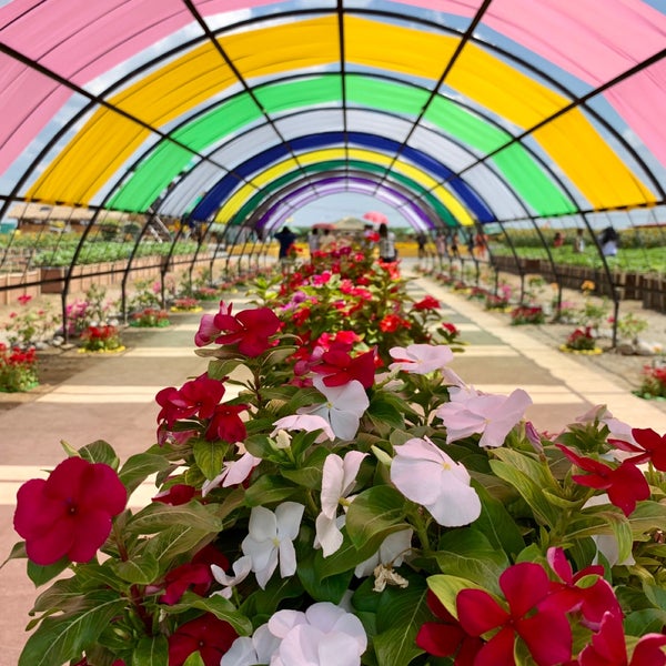 Sunflower Maze Pangasinan Botanical Garden in Tayug
