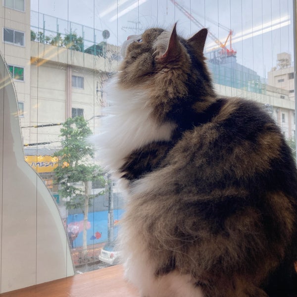 Cat Cafe にゃんこと Pet Cafe In 高田馬場 Cat Cafe にゃんこと Pet Cafe In 高田馬場