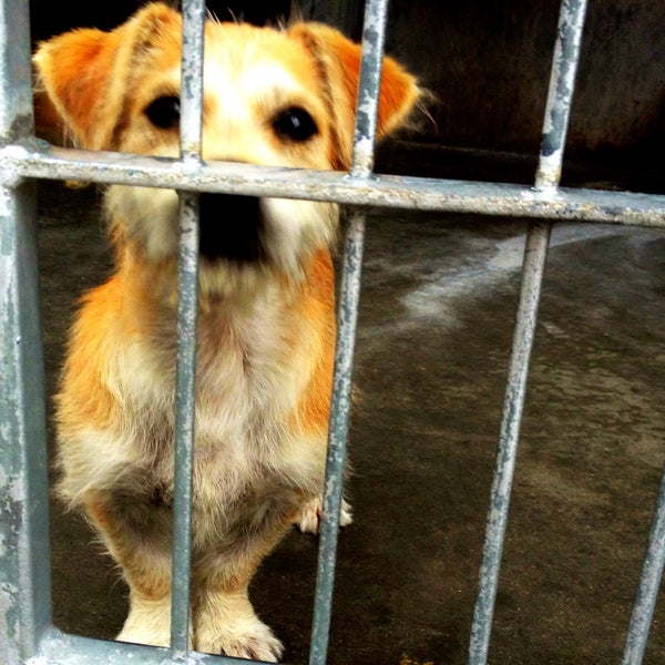 5/1/2013 tarihinde Jerome G.ziyaretçi tarafından Pasadena Humane Society &amp; SPCA'de çekilen fotoğraf