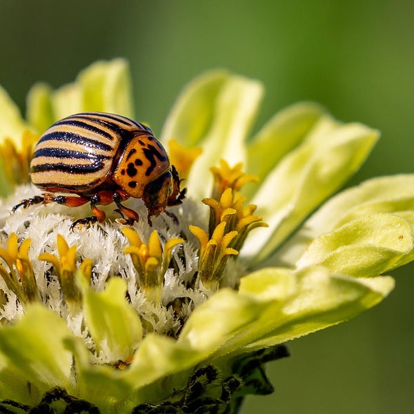Pakistani Insects Islamabad Club - Islamabad, Islāmābād Capital Territory