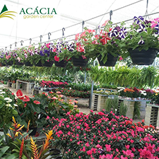 รูปภาพถ่ายที่ Acácia Garden Center โดย Acácia Garden Center เมื่อ 11/18/2013