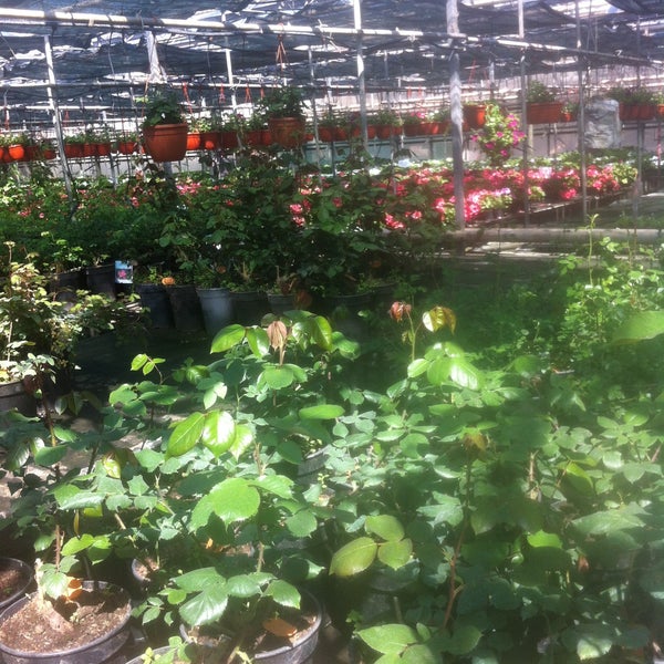 Совхоз ульяновский. Розы ульяновский совхоз декоративного садоводства. Совхоз ульяновский. Совхоз ульяновский. Ульяновский совхоз цветы купить.