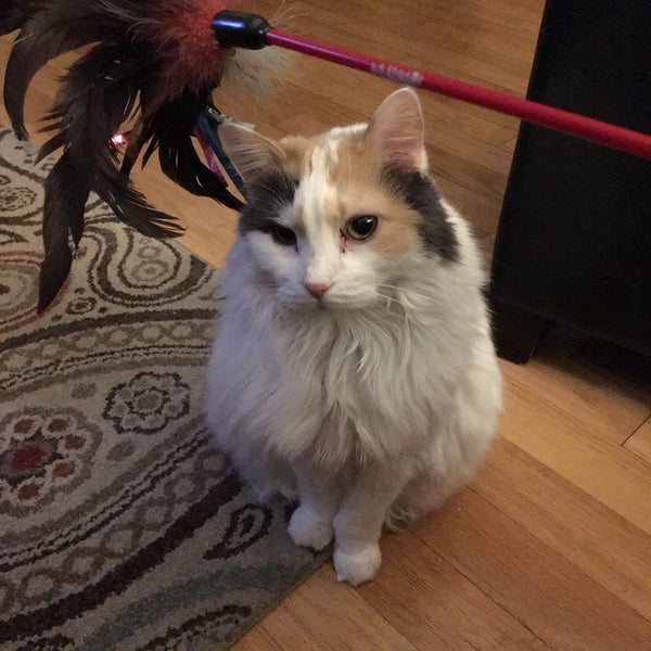 Buckhead Animal Clinic Piedmont Heights 2 tips from 211 visitors