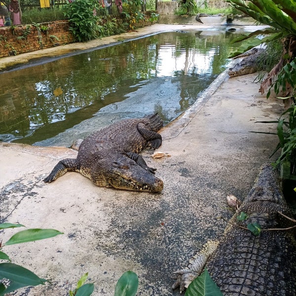 Photos At Sandakan Crocodile Farm Sandakan Sabah