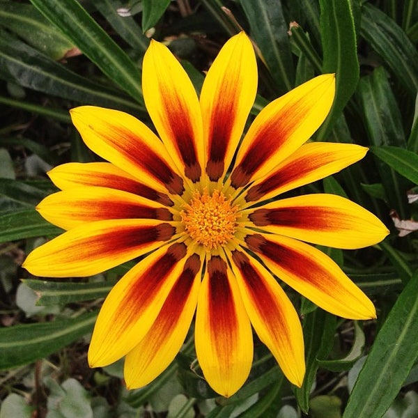 Flower Dome - Marina South - 115 tips